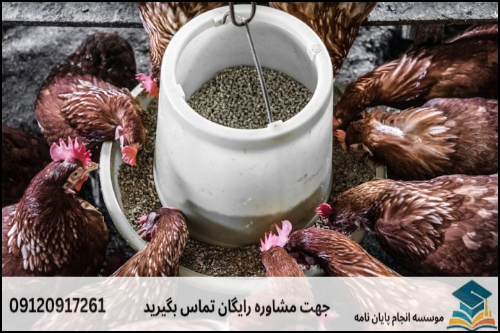 انجام پروپوزال رشته تغذیه طیور